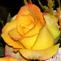 Жълта роза ; comments:9