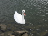 Swan3 ; comments:5