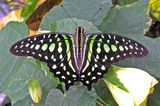 Graphium agamemnon, семейство Papilionidae ; comments:20