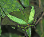 Papilio palinurus ; comments:20