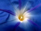 blue flower of happyness ; comments:15