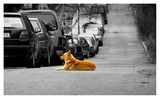 Оранжевото куче ; comments:20