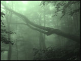 Misty Wood 1 ; comments:55