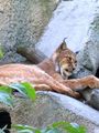 Moscow Zoo - Lynx ; Comments:10