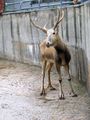 Moscow Zoo - Reindeer ; Comments:1