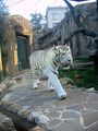 Moscow Zoo - Siberian tiger ; Comments:13