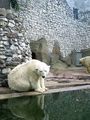 Moscow Zoo - Polar bears ; Comments:12