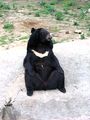 Moscow Zoo - Spectaled bear ; Comments:2