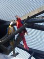 Moscow Zoo - Macaws ; Comments:1