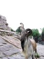 Moscow Zoo - Mountainous goat ; Comments:1