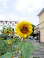 Sunflower with bees ; Comments:1