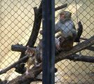 Monkey business-1 ; comments:4