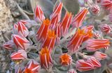 Desert Flower ; comments:39