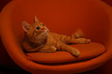 Robert the Orange Cat ; comments:20