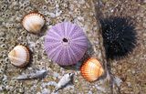 Sea Shells 3.0 ; comments:8