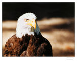 Северно-американски белоглав орел (Haliaeetus leucocephalus) ; Comments:9