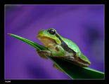 Frog1 ; comments:52