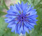 Синьо цвете ; comments:6