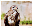 Мишелов (Buteo buteo) ; Comments:11