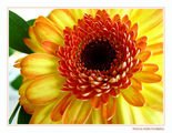 Flowers Vol.1 - Orange Mood ; Comments:11