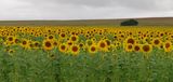 sunflowers ; Comments:28