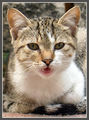 Паспортна снимка на афектирана котка ; comments:8