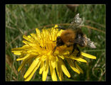 Пчеличката Мая и жълтурчето. ; comments:6