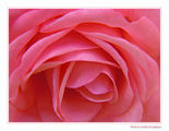 Flowers Vol.1 - Pink Mood ; comments:5