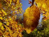 Слънчева есен ; comments:12