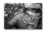 After the rain ; comments:14