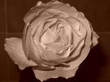 **Black_Rose** ; comments:37