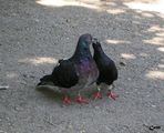 Влюбените гълъбчета ; comments:11