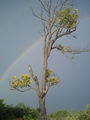 Rainbow Tree ; comments:14