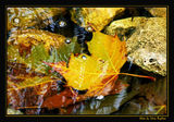 &amp;Water Autumn&amp; ; comments:45