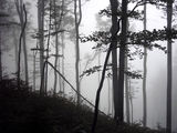 Misty Forest ; comments:50