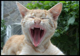 Гладна котка глътна оператора! ; comments:26