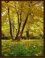 Златна есен ; comments:41