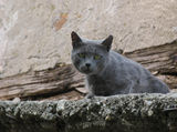 roof kitty ; comments:4