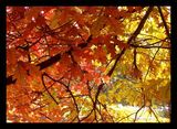 Слънчева златиста есен ; comments:73