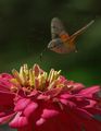 Българско колибри :-) ; comments:28