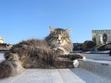 Котка върху горещ ламаринен покрив ; comments:10