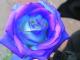 blue rose ; comments:6