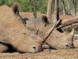 следобеда на белия носорог ; comments:13