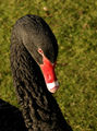 Black Swan ; comments:11