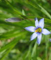 маааааааалко синьо цвете ; comments:2