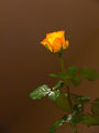 Портрет на една роза ; comments:13