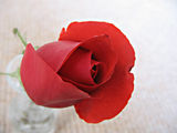 A Rose ; comments:6