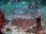 Sea Anemone ; comments:7