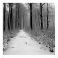 Зима в гората ; comments:29