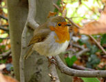 Robin ; comments:41